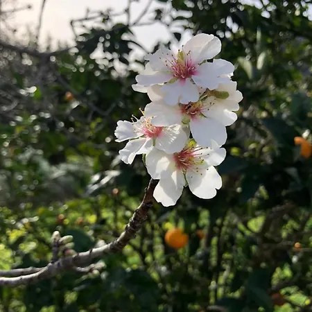 La Casa Bianca וילה ליפארי
