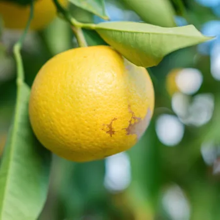 La Casa Bianca Lipari (Isola Lipari)